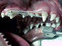 I psi mohou pot�ebovat rovn�tka